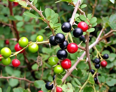 Illustration blackberries