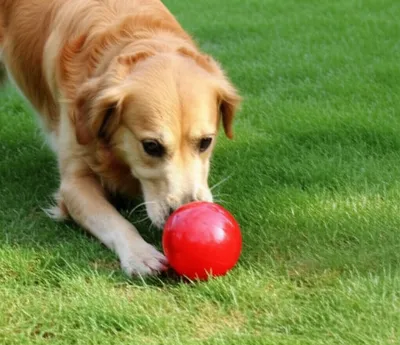 Illustration nosed - Image 1