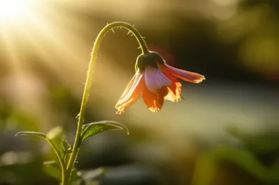 Illustration irradiates - Image 1