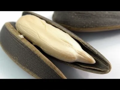 Illustration hulled - Image 1