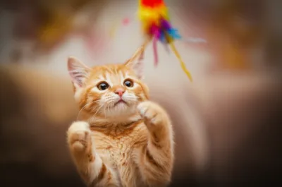 Illustration bob - Image 1