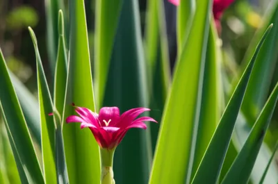 Illustration extended - Image 1