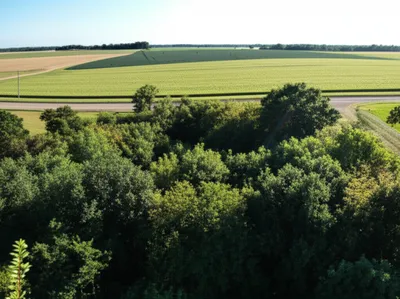 Illustration bushes - Image 1