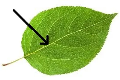 Illustration axis - Image 3