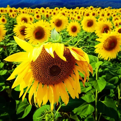 Illustration imperfect - Image 1