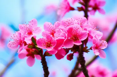 Illustration blossom - Image 1