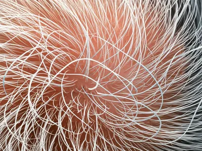 Illustration hair - Image 1