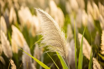 Illustration arrow - Image 1