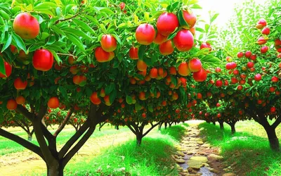 Illustration fruitful