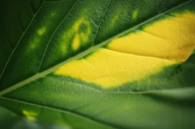 Illustration yellowing - Image 1