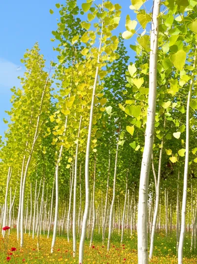 Illustration poplars - Image 1