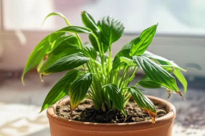 Illustration wilted - Image 1