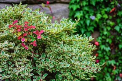 Illustration euonymus - Image 1