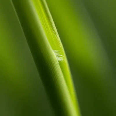 Illustration ligules - Image 1