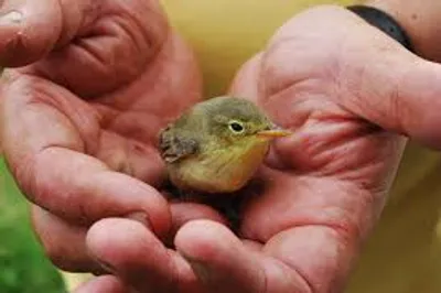 Illustration gently - Image 3