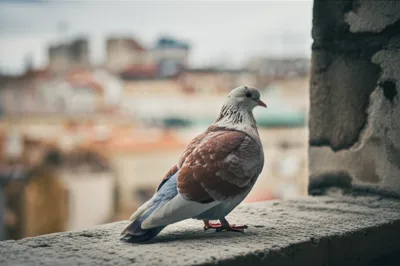 Illustration chinas - Image 1