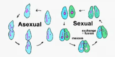 Illustration asexual - Image 2