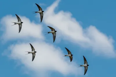 Illustration martens - Image 1