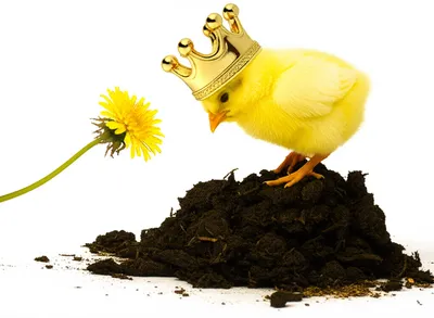 Illustration chicken-shit - Image 1