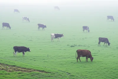 Illustration fogging - Image 1