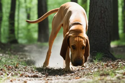 Illustration smokes - Image 1