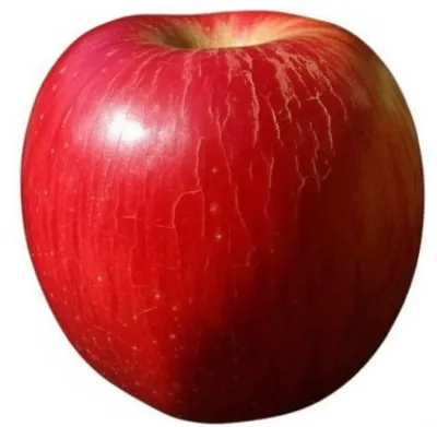 Illustration shelled - Image 1