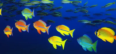 Illustration feeders - Image 1