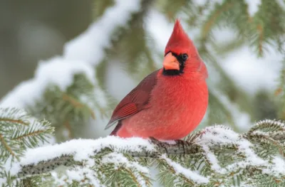 Illustration cardinal - Image 1