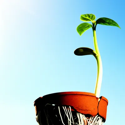 Illustration pushed - Image 1