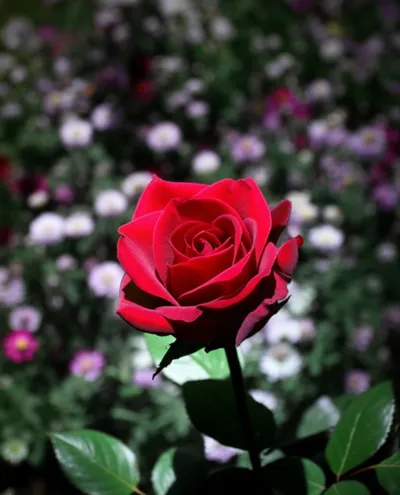 Illustration specialising