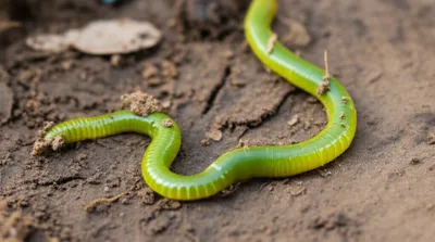 Illustration wriggling - Image 1