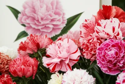 Illustration carnations - Image 1