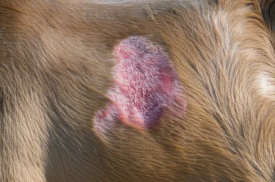 Illustration galls - Image 1