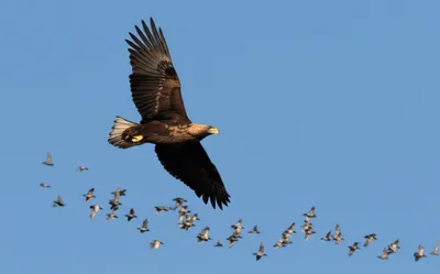 Illustration dominates