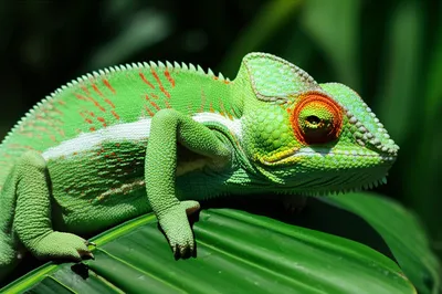 Illustration shades - Image 1