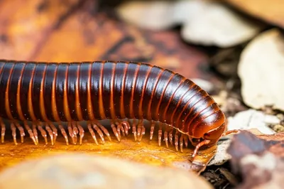 Illustration millipedes