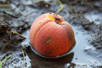 Illustration smut - Image 1