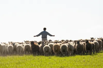 Illustration shepherd - Image 1