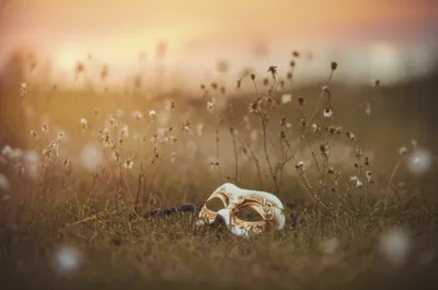 Illustration party - Image 1