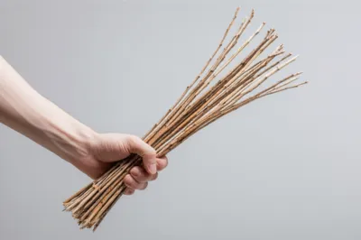 Illustration birches - Image 1