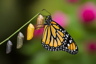 Illustration instar - Image 1