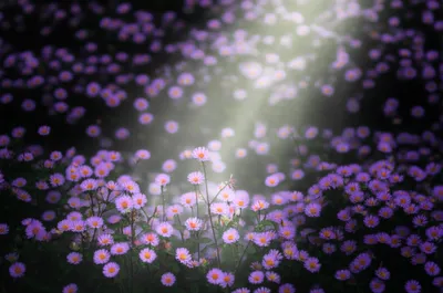 Illustration cites - Image 1