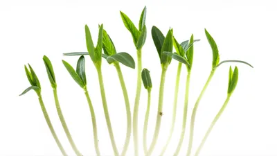 Illustration self - Image 1