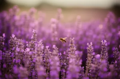 Illustration droning - Image 1