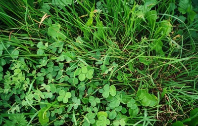 Illustration herb - Image 1