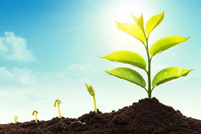 Hình ảnh minh họa developing - Ảnh 1