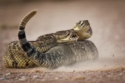 Illustration hissed - Image 1