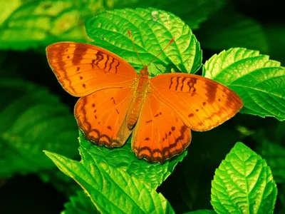 Illustration crescent - Image 1