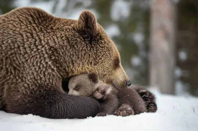 Illustration embosom - Image 1