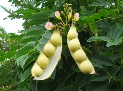 Illustration bean - Image 1